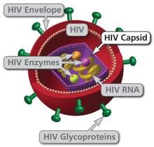 HIV Capsid illustration